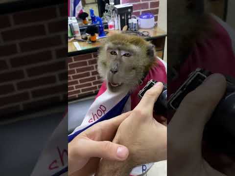 maymun traşı monkey shaved 😀