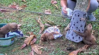 A large class of baby sloths attend a pooping lesson 💩 - 03\/21\/24 - SlothTV via explore.org