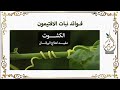 نبات الافتيمون أو الكشوت أو الحامول لعلاج الصفراء عند الاطفال والكبار 