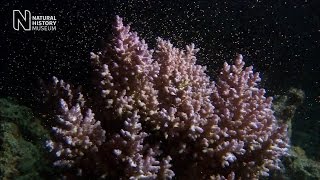 Unlocking the secrets of coral spawning | Natural History Museum