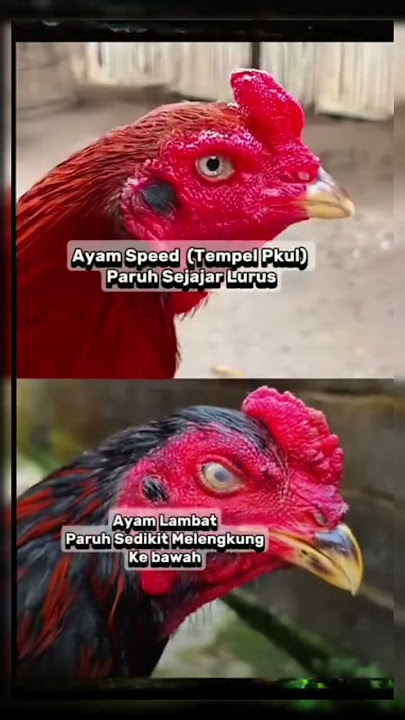 Perbedaan kepala ayam cepat dan lambat #fyp #viral #ayamaduan #ayambangkok #pama #mnagon #thailand