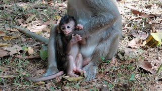 Cute Baby Larry Look So Hungry Bite Finger Mom Loni Confuse Milk, Lovely Baby.