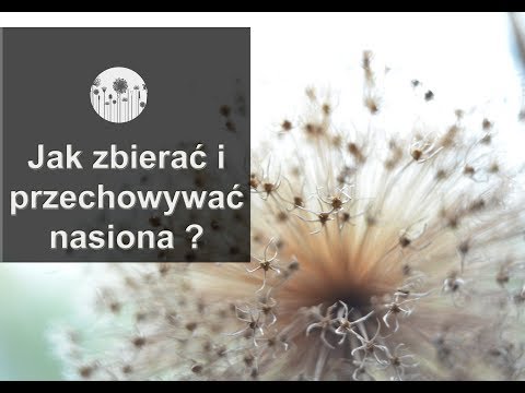 Jak zbierać i przechowywać nasiona? Jak pobrać, zebrać nasiona bylin oraz kwiatów jednorocznych?