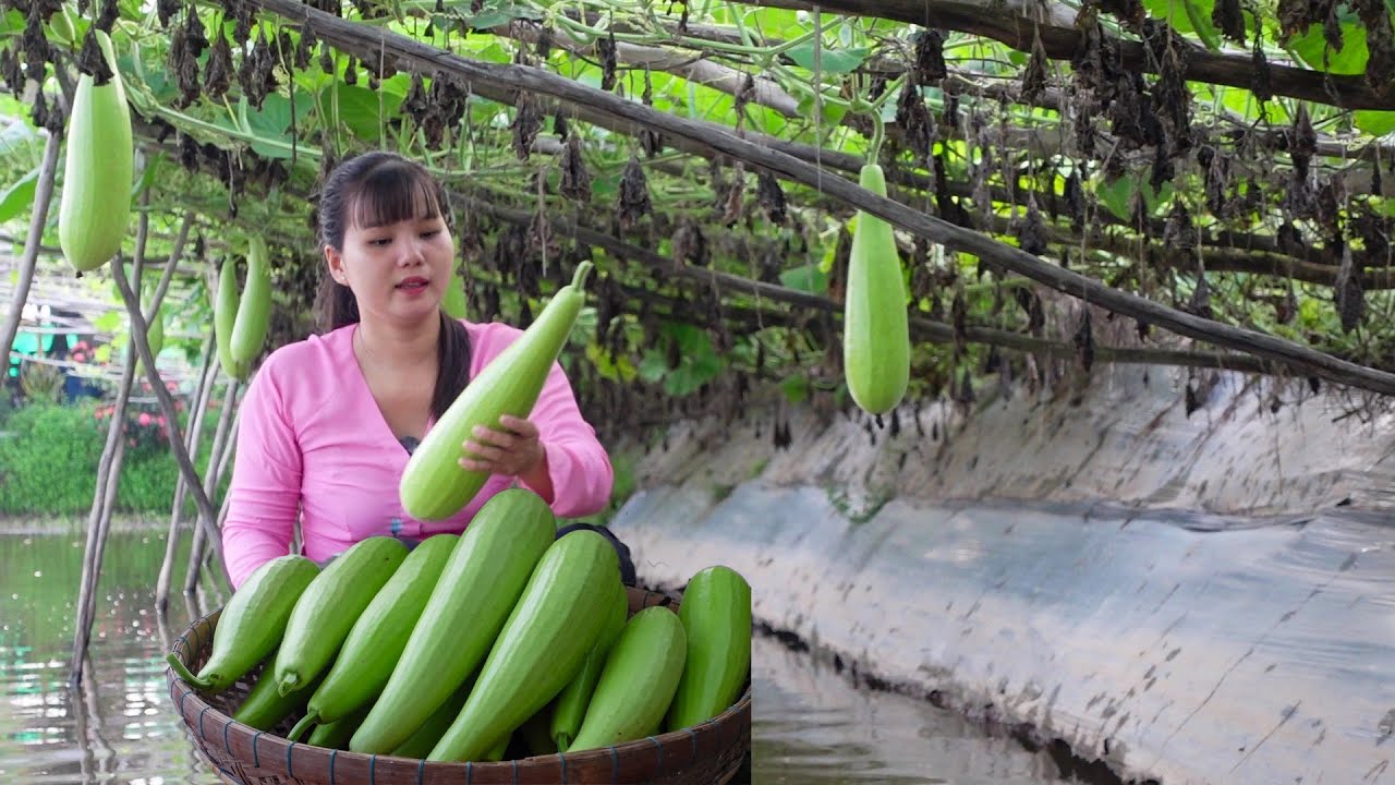 Sáng Ra Đồng Lượm Trứng Vịt Hái Bầu Đu Đủ được Chị Linh Mua Ủng Hộ Tặng Bà Con | HQ #1540