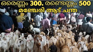 ഒരെണ്ണം 300 രൂപ രണ്ടെണ്ണം 500 രൂപ മഞ്ചേരി ആട് ചന്ത Manjeri Goat Market
