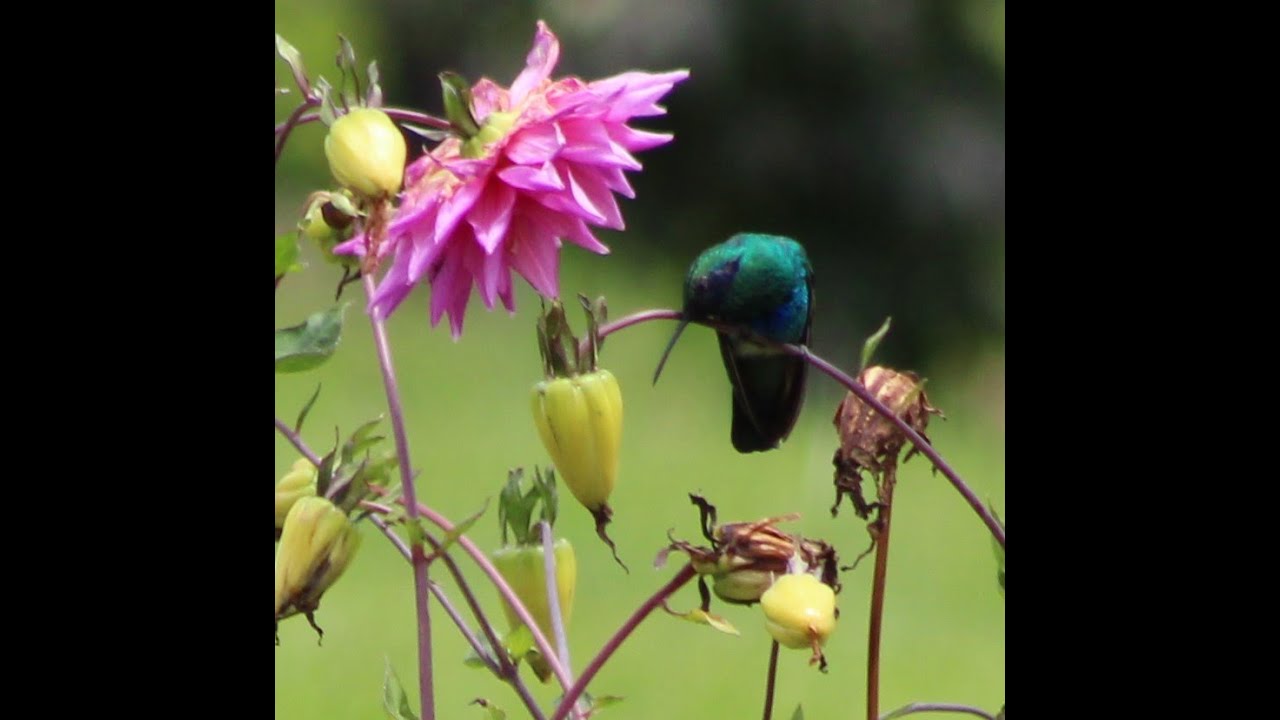 Estimular el Amor por la Naturaleza en los Niños. Naturaleza # 4. Una ...