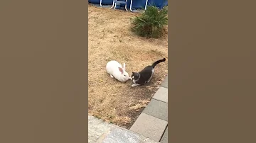 Neighbor S Cat Attacks My Rabbit 