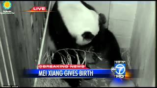 Panda Mei Xiang gives birth Friday