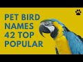  pet bird names  42 top popular  best names