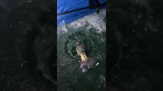 Largemouth Bass Released 2021 . Ice Fishing . Southern Minnesota