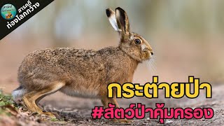 กระต่ายป่าไทย สัตว์ป่าคุ้มครอง กระต่ายป่าในไทย สารคดีท่องโลกกว้าง สารคดีสัตว์ป่า กระต่ายป่า