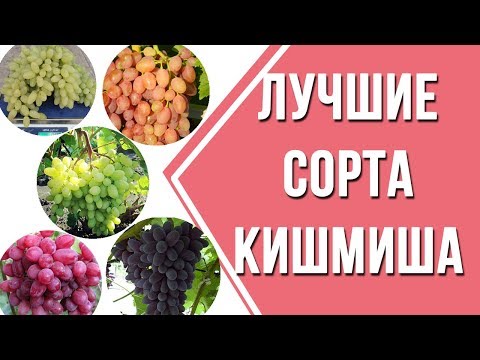 Video: Stafide Kishmish - Conținut Caloric, Proprietăți Utile, Valoare Nutrițională, Vitamine