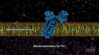 ATP en uso | Video HHMI BioInteractive by biointeractive 4,044 views 11 months ago 3 minutes, 27 seconds