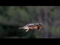 Red Tailed Hawk is hunting, floating on the wind searching for small prey