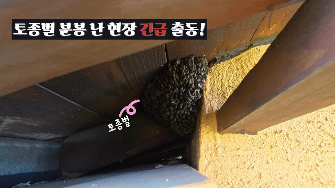 토종벌 분봉 난 현장 긴급 출동!