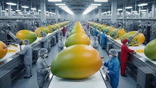 Famous “Inside a Mega Mango Factory 🍋 See Enormous Mangoes on the Conveyor Belt!” Wealth