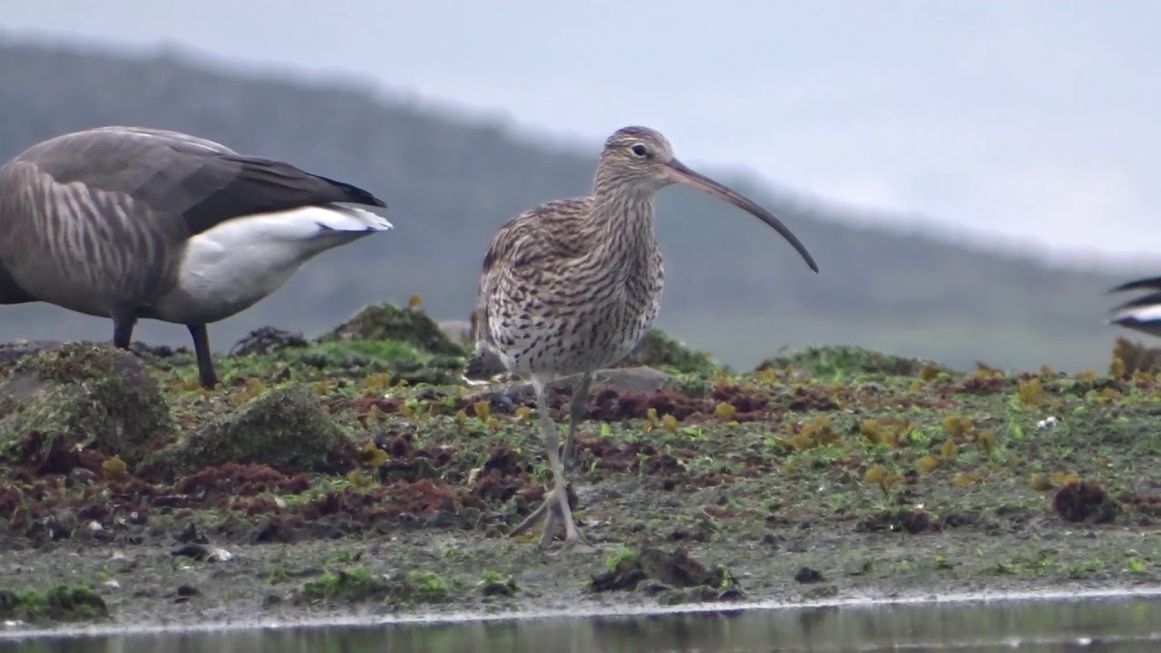 Wulp op de Brouwersdam