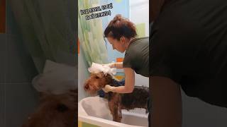 Мойдодыр)#animals #собака #dog #водныепроцедуры #рекомендации #домашниеживотные