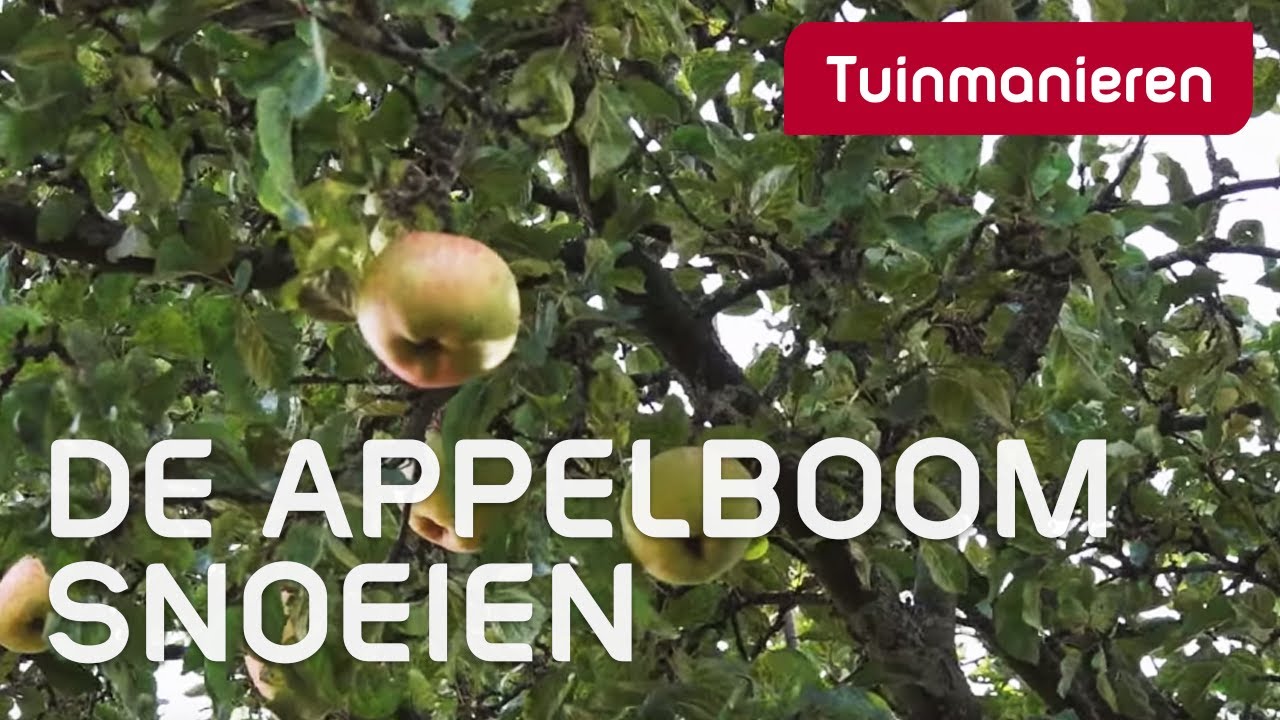 Hoe Snoei Ik Een Appelboom Youtube Tuinieren Tuin Hoes My XXX Hot Girl Hoe Snoei Ik Een Appelboom Youtube Tuinieren Tuin Hoes My XXX Hot Girl
