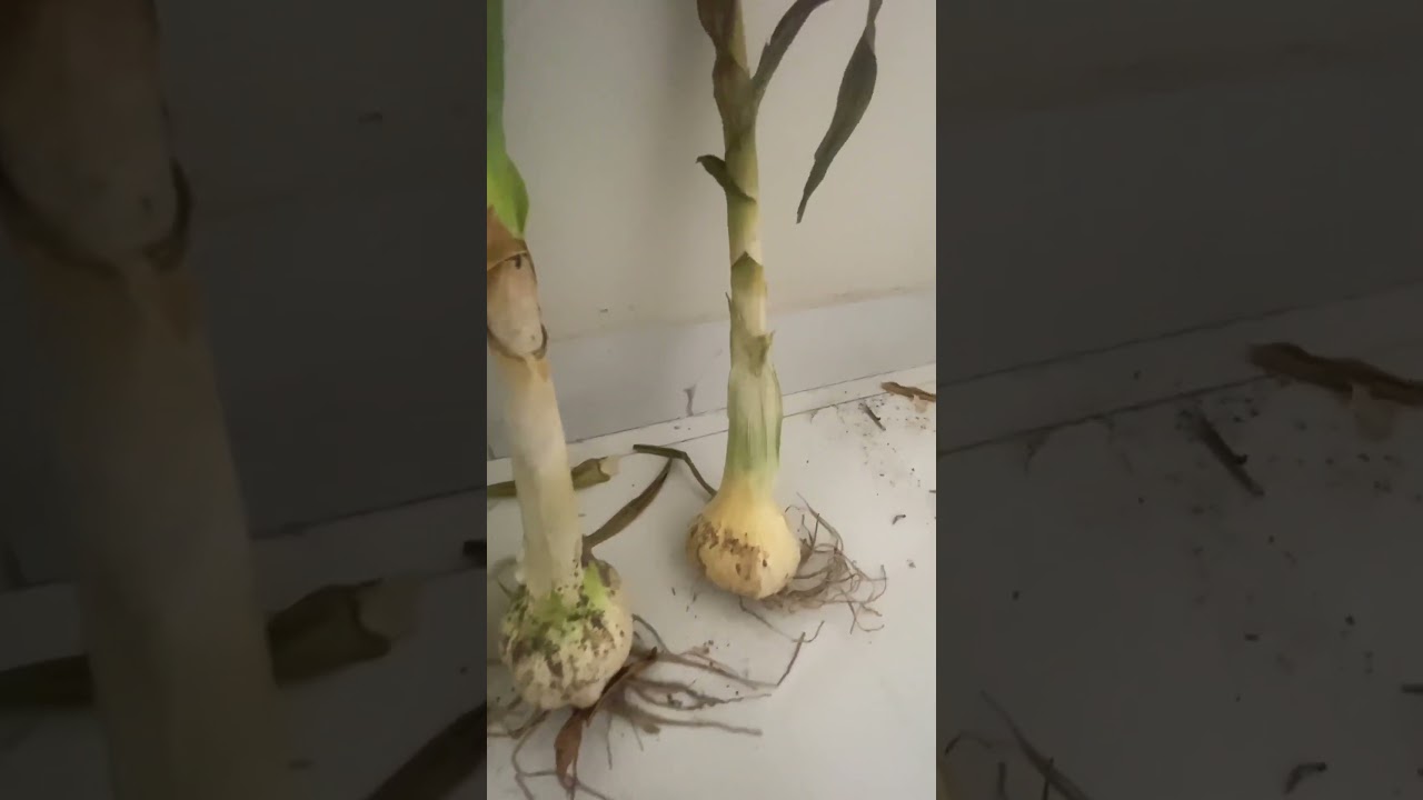 Our Sample Harvest of NARC G1 - Garlic | 2023|  very good Size | 15 Days to Go