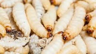 OKULOOTA ENVUNYU ( DREAMING ABOUT MAGGOTS)