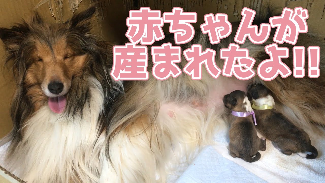 シェルティ 赤ちゃんが産まれたよ 翔鶴頑張った Youtube