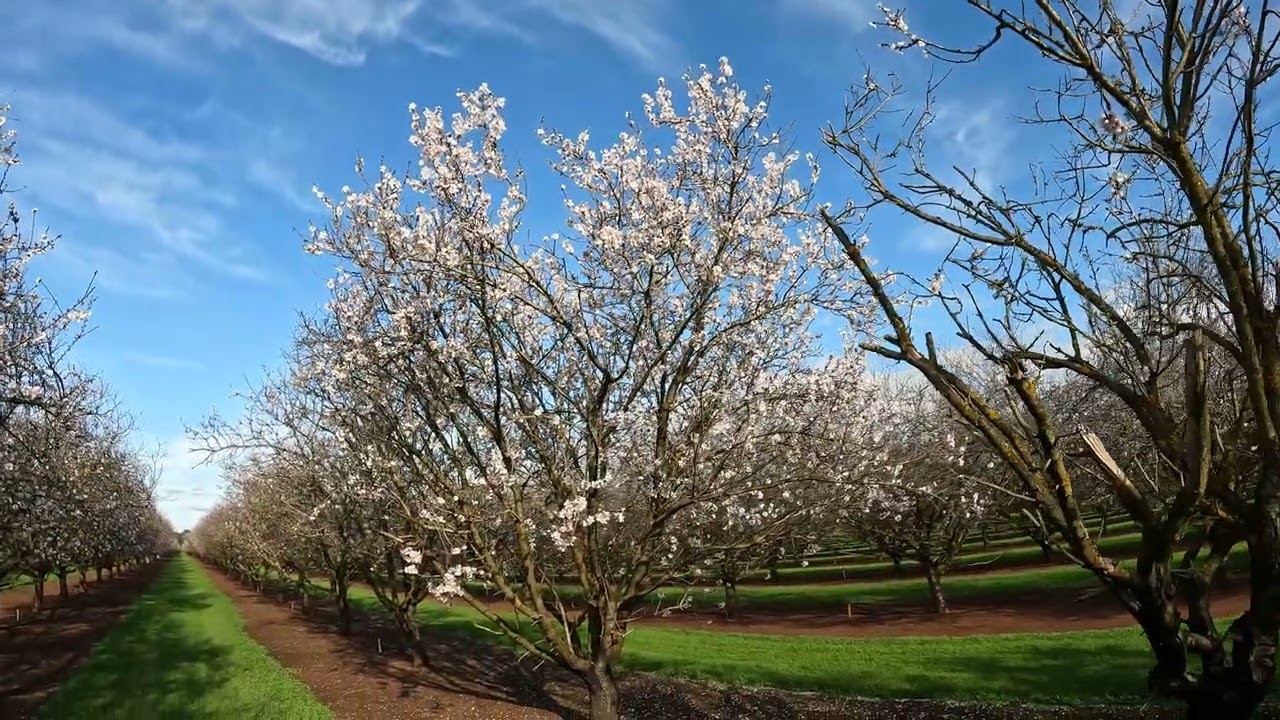 Penfield Almond Grove Aug 2023