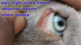 how vet doctor treated  dog with high fever passing red brown urine and anemia jaundice/babesiosis