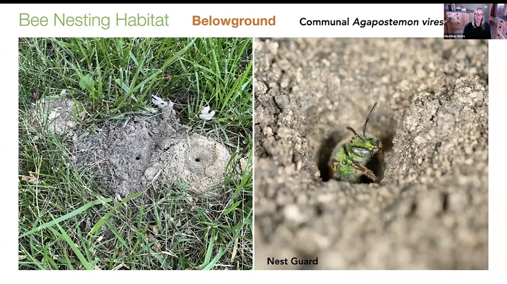 Heather Holm, Creating and Managing Habitat for Na...