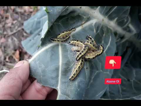 Video: Lahana zararlıları - bunlar nedir? Dövüş yöntemleri