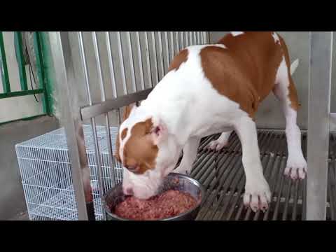 Video Chó Pitbull|Bandog ăn thịt.Chó con ăn thịt sống.Puppy... - youtube