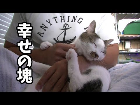 爪切りをあまり嫌がらないねこ  