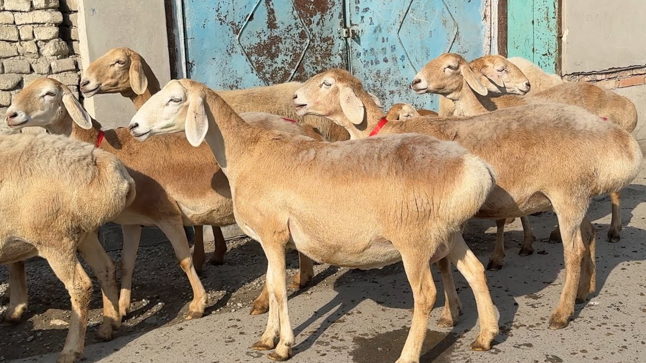 TOZA QONLI ARASHAN AVG’ON ENA BOLA VA BO’G’OZLAR KELDI 