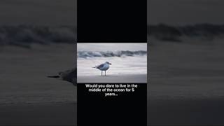 5 Years at Sea – The Miraculous Journey of the Seagull”#SeagullJourney#OceanLife#SeaBirds #animals