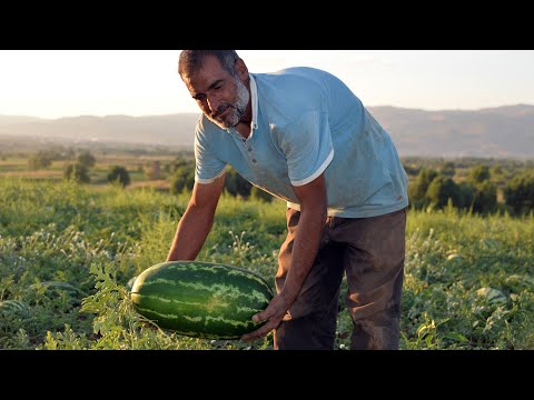 Karpuz tarlasında doğdu, yetiştirdiği karpuzlarla ailesinin geçindiriyor