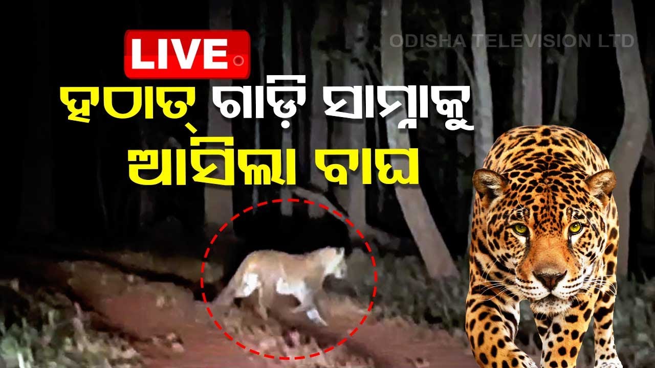 Live | ଜଙ୍ଗଲରେ ପର୍ଯ୍ୟଟକଙ୍କୁ ଅଟକାଇ ରଖିଲା ବାଘ | Similipal | Leopard
