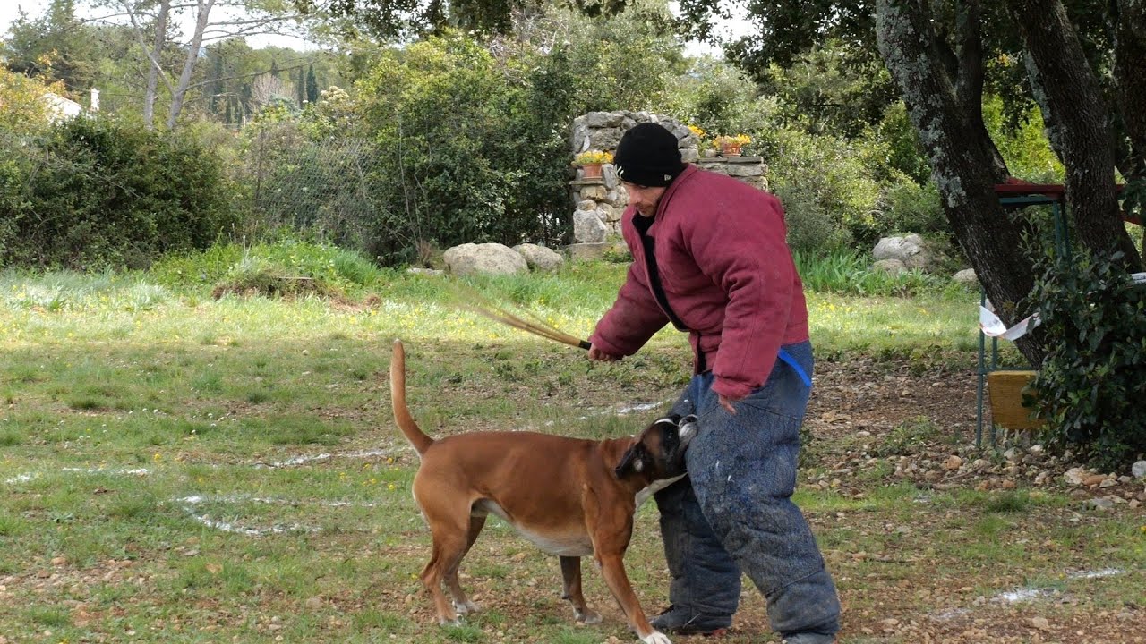 Boxer in French Ring