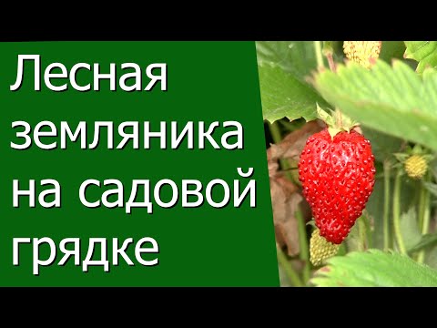 Лесная земляника на садовой грядке