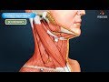 Digastric triangle :  Boundaries and contents - Animated Gross anatomy head and neck