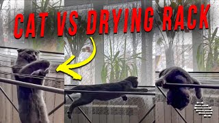 Cat Try Its Best to Lie on a Drying Rack but Eventually Falls