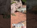 An Angry Mother Crocodile Baby Crocodile Crying Mother Crocodile Hissing