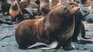 Facts: The Northern Fur Seal