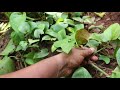 Money plant how to grow  faster growth of money plant