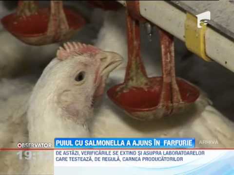 Puiul cu Salmonella a ajuns in farfurie!