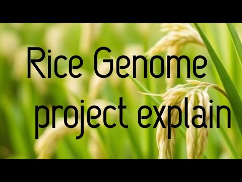 Rice Genome Project Explained. Plant Genome Project for Students. Easy ...