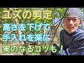 【ユズ(柚子)の剪定】大きくなった庭木を低く仕立て直す方法(2023年3月)🌳🚶