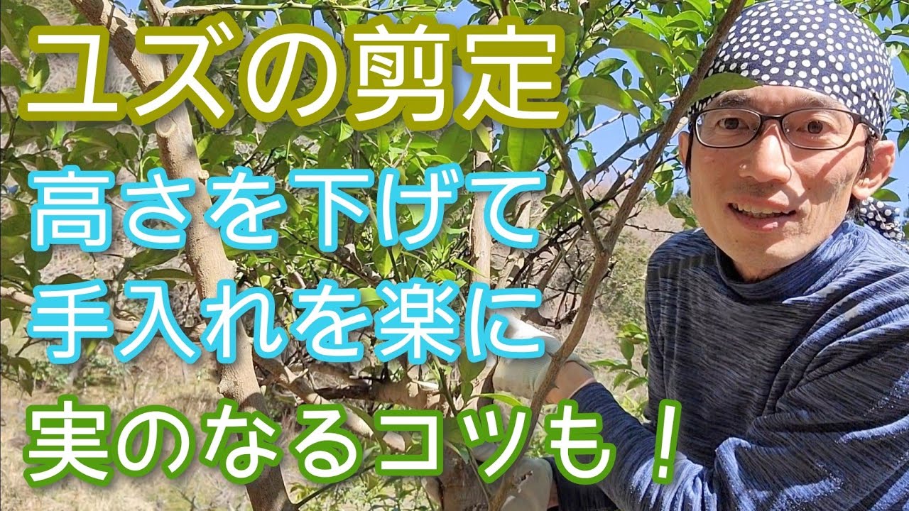 【ユズ(柚子)の剪定】大きくなった庭木を低く仕立て直す方法(2023年3月)🌳🚶