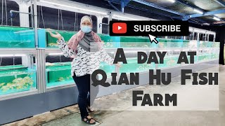 A Day @ Qian Hu Fish Farm by Diana Dreamstar 394 views 2 years ago 8 minutes, 41 seconds