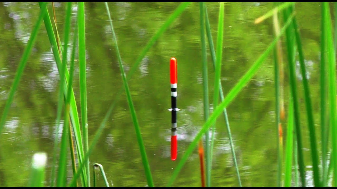 ВІДРО КАРАСІВ в РАЙСЬКОМУ КУТОЧКУ🎣 РИБАЛКА на ПОПЛАВОК!🐟