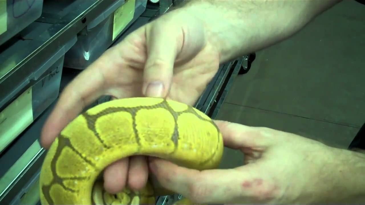 World's First Carmel Albino Spider Ball Python - update vid - YouTube